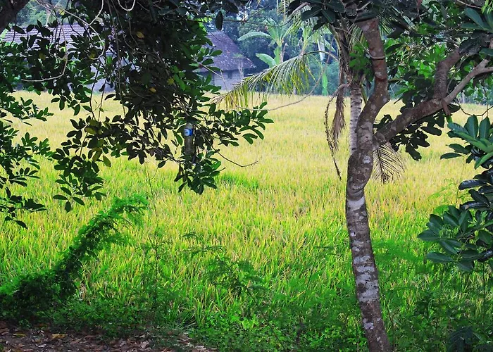 Srikandi Guest